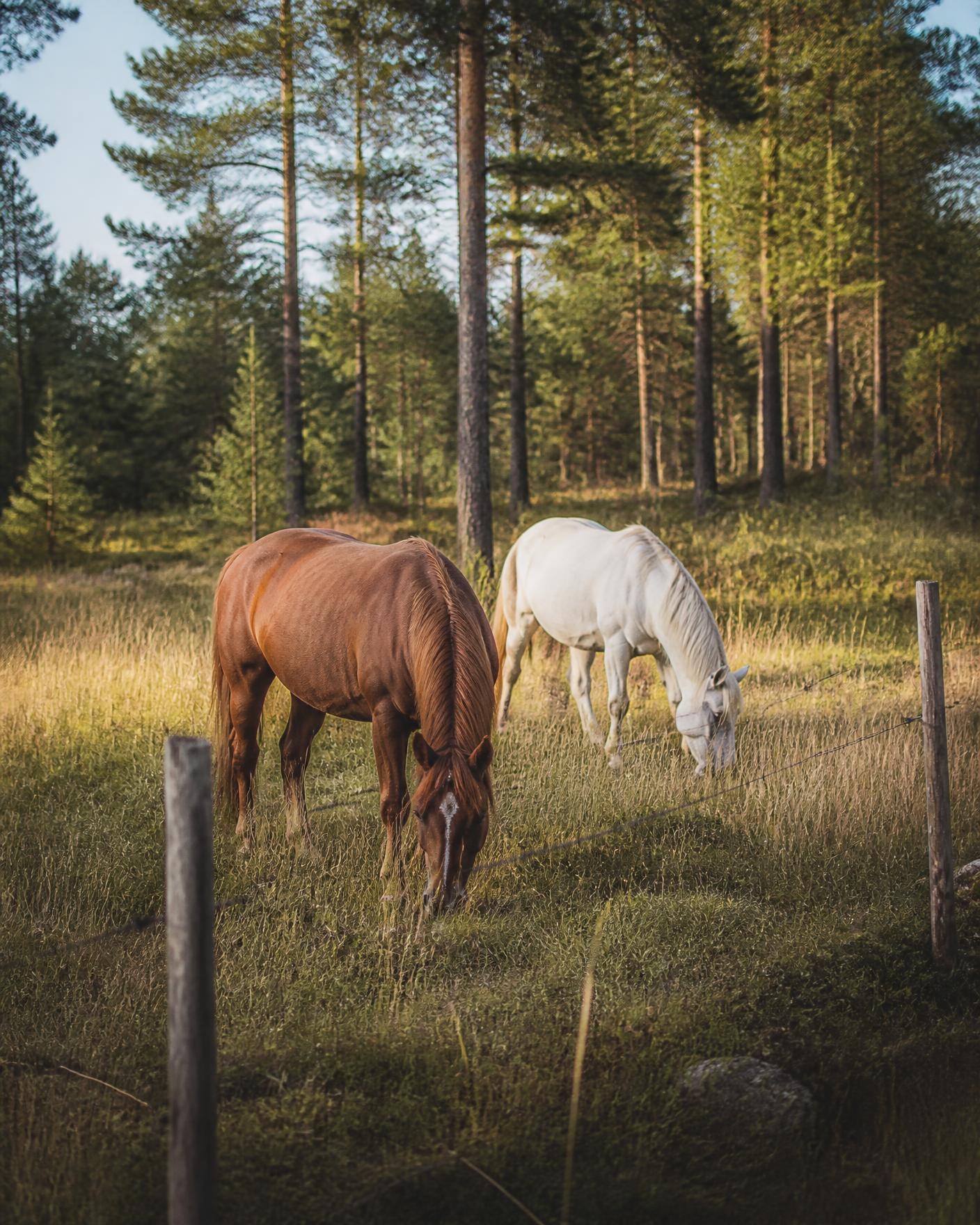 Chevaux paissant dans un pré en lisière de forêt de pins