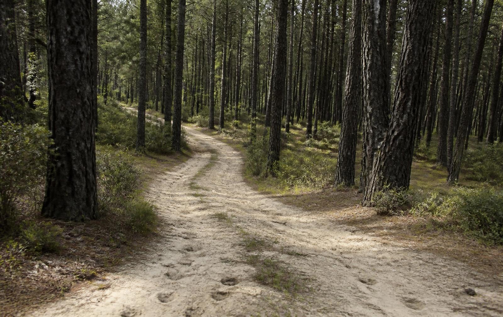 Piste sablonneuse de galop tracée dans la forêt de pins