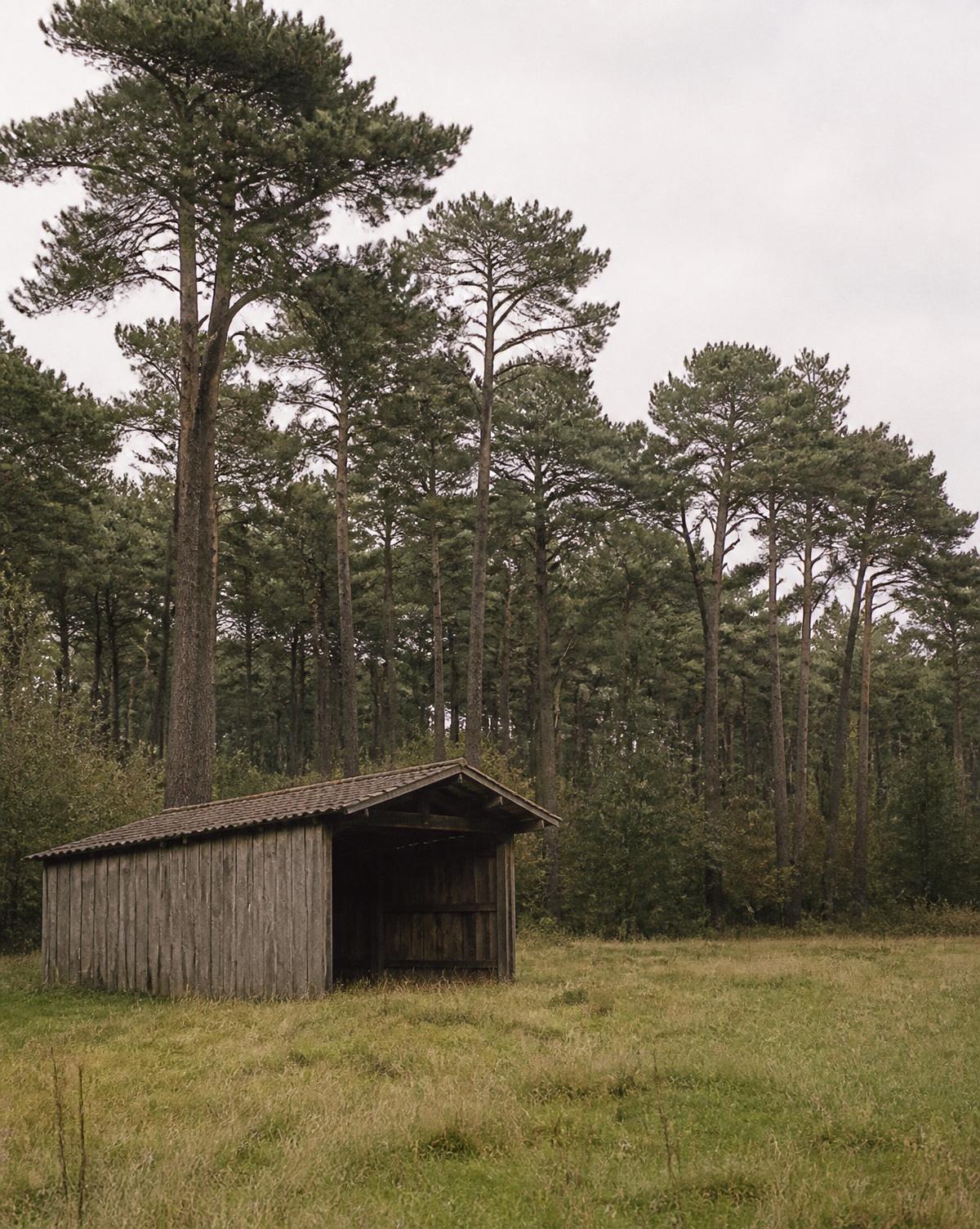 Abri de bois en bordure de prairie, entouré de pins
